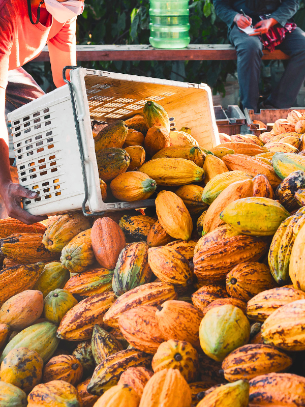 cuillette-cocoa-valley