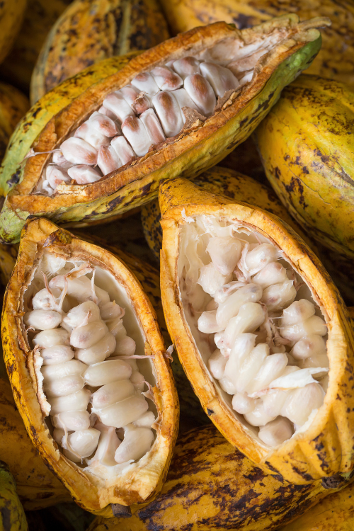 plantation-cocoa-valley