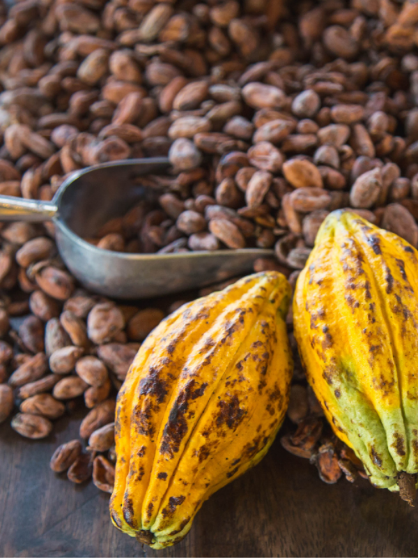 fermentation-cocoa-valley