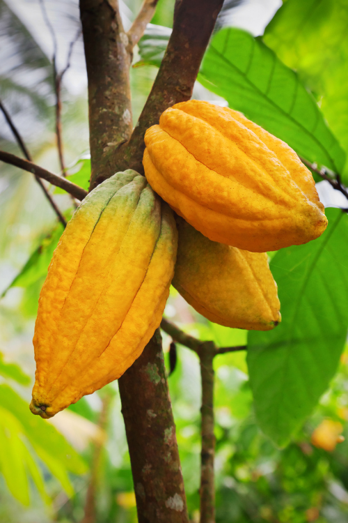 plantation-cocoa-valley