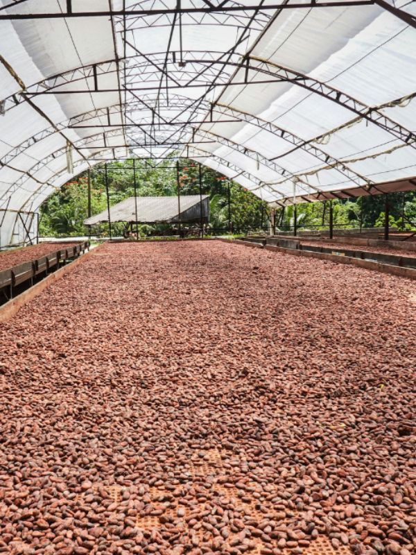 sechage-cacao-cocoa-valley