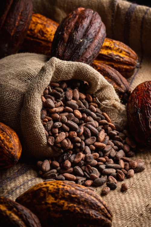 cocoa-valley-certificats-chocolats