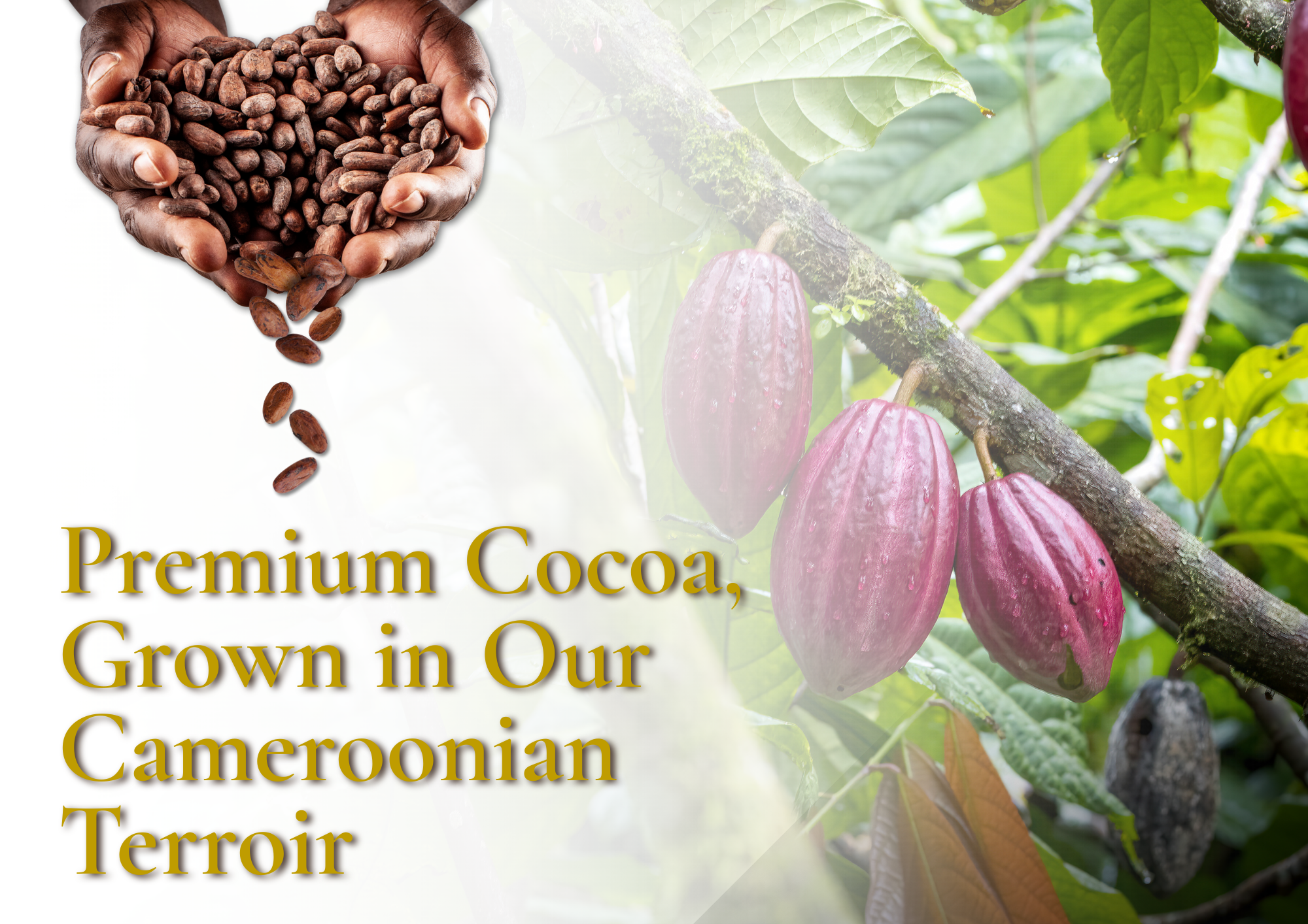  cocoa-valley-cacao-cameroun 